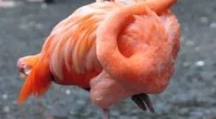 Чому фламінго любить стояти на одній нозі